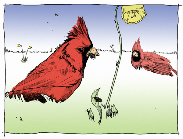 Goodbye to Kitty: Illustration 11: Cardinals are the Early Birds that Get These Worms